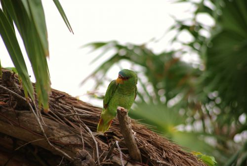 Amazone à front blanc(mexique)