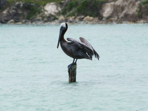 Pélican noir(méxique)