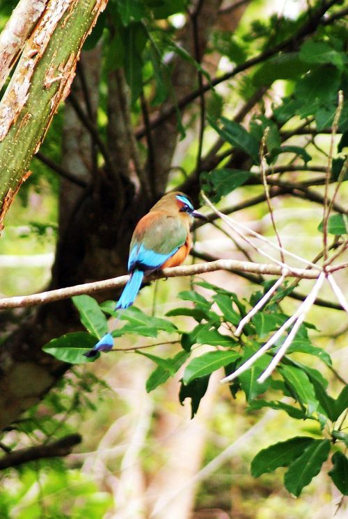 Motmot à sourcils bleus (mexique)