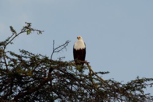 Aigle pêcheur ou pygargue  vocifère