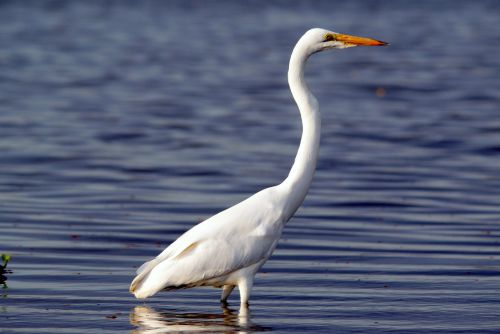 Aigrette grande