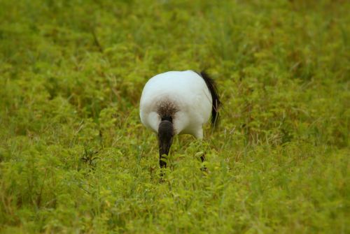 Ibis sacré