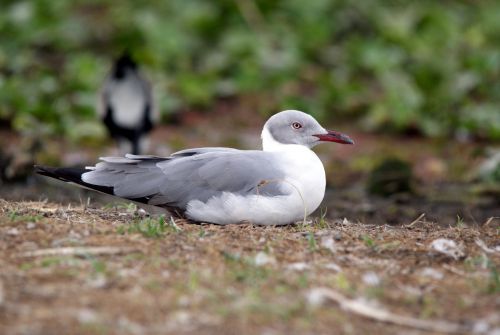 Mouette à tête grise