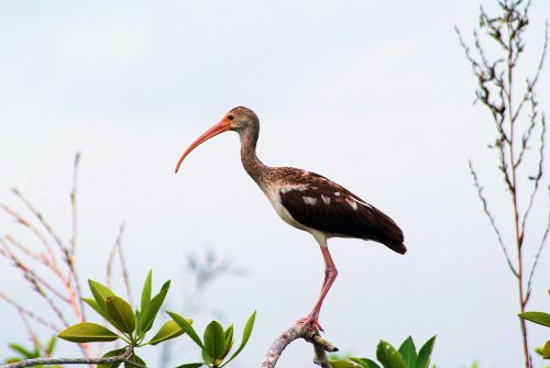 Ibis