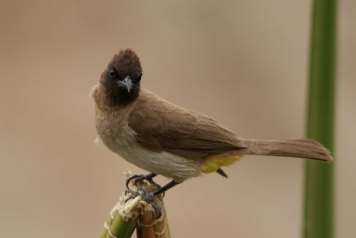 Bulbul des jardins