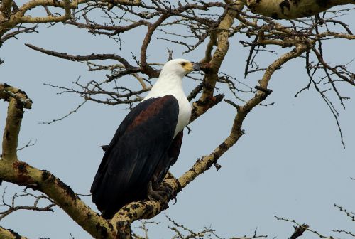 Aigle pêcheur ou pygargue vocifère