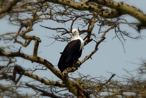 Aigle pêcheur ou pygargue vocifère