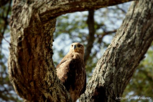 Aigle ravisseur