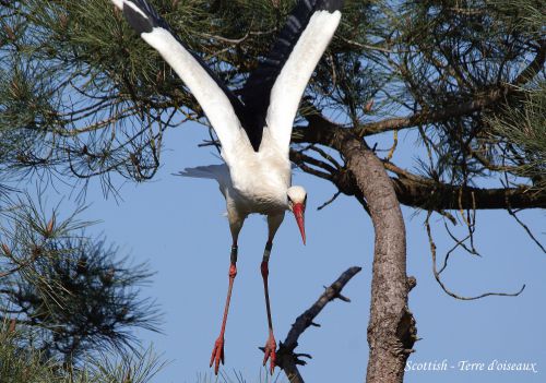 Cigogne blanche