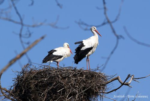 Cigogne blanche