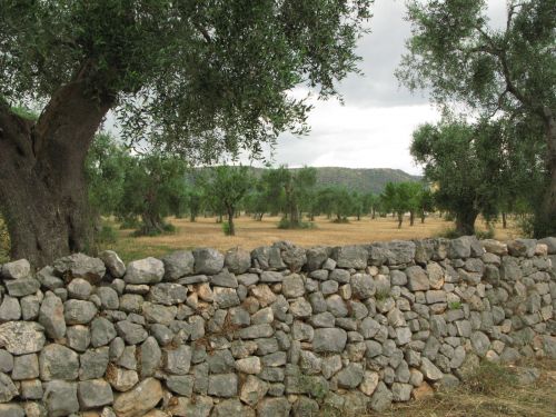 Des oliverais des Pouilles
