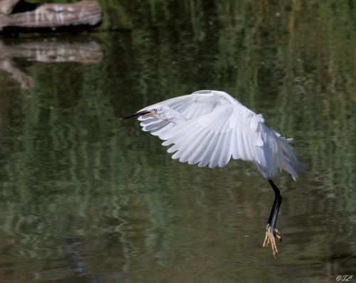 Mention spéciale - Thomas Lange : Aigrette garzette