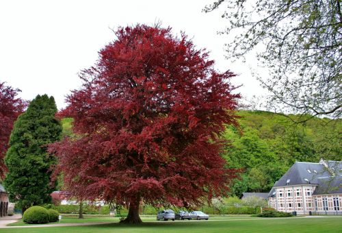 Érable à feuilles rouge