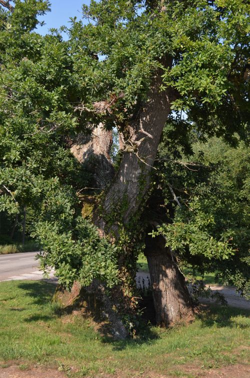 Le Vénérable chêne du Pouldu