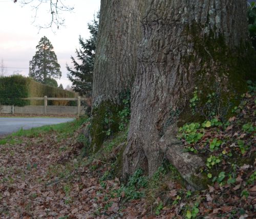 Le tronc du Val de la route sans nom