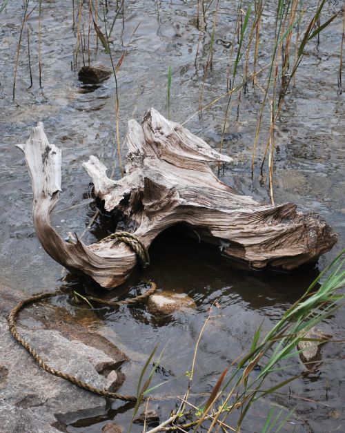 une souche a tenté de se pendre dans un lac du Connemara