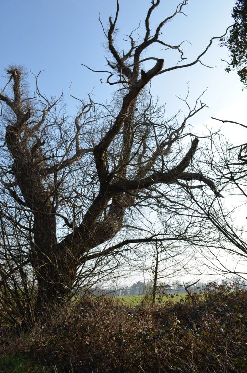 arbres morts Route de la Lande