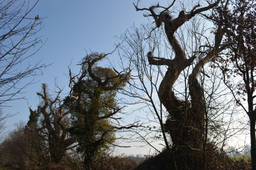 arbres morts Route de la Lande