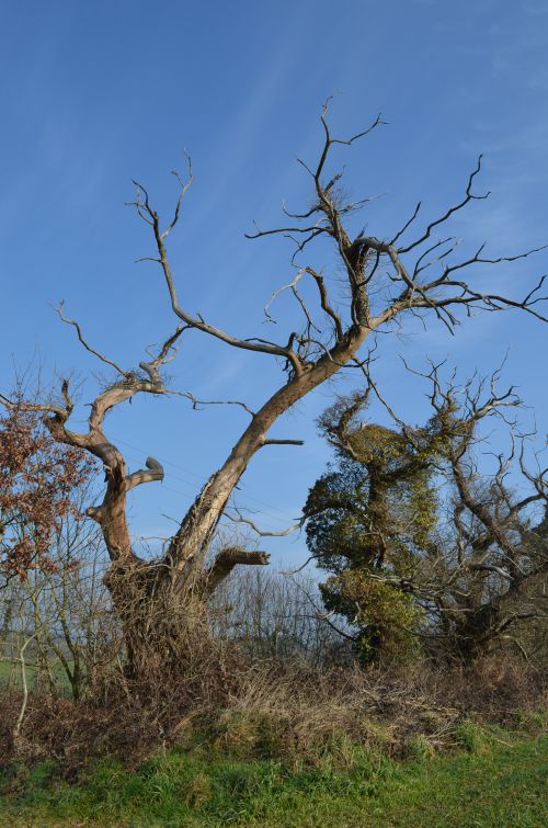 arbres morts Route de la Lande