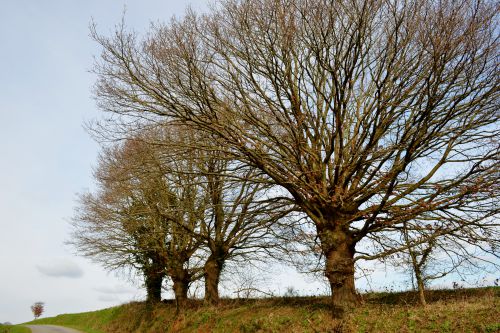  un lot d'arbres du côté du Lot