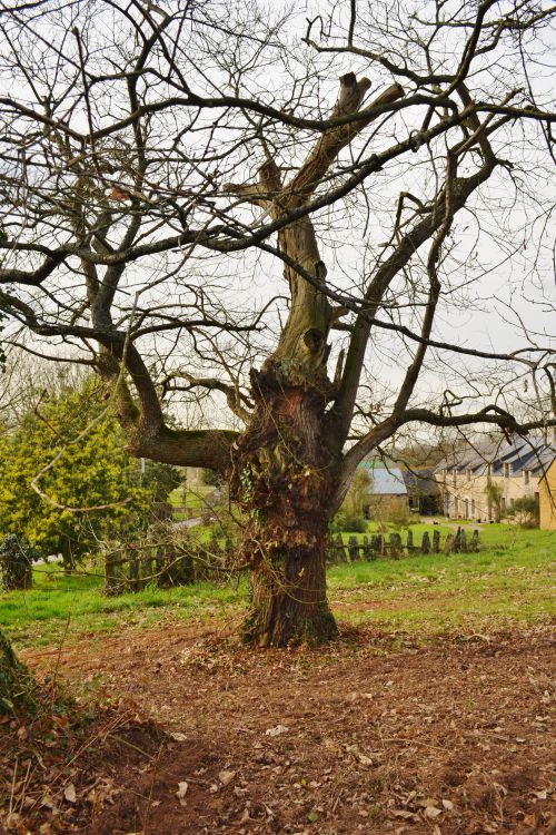  un lot d'arbres du côté du Lot