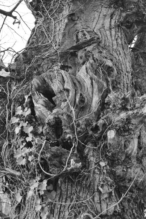  un lot d'arbres du côté du Lot