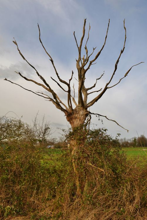  un lot d'arbres du côté du Lot