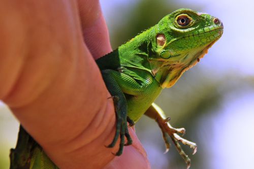 bébé iguane de Guadeloupe