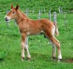 c ' est trop mimi un poulain les chevaux aussi