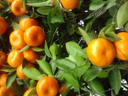 En janvier mangez des fruits à vitamines C !