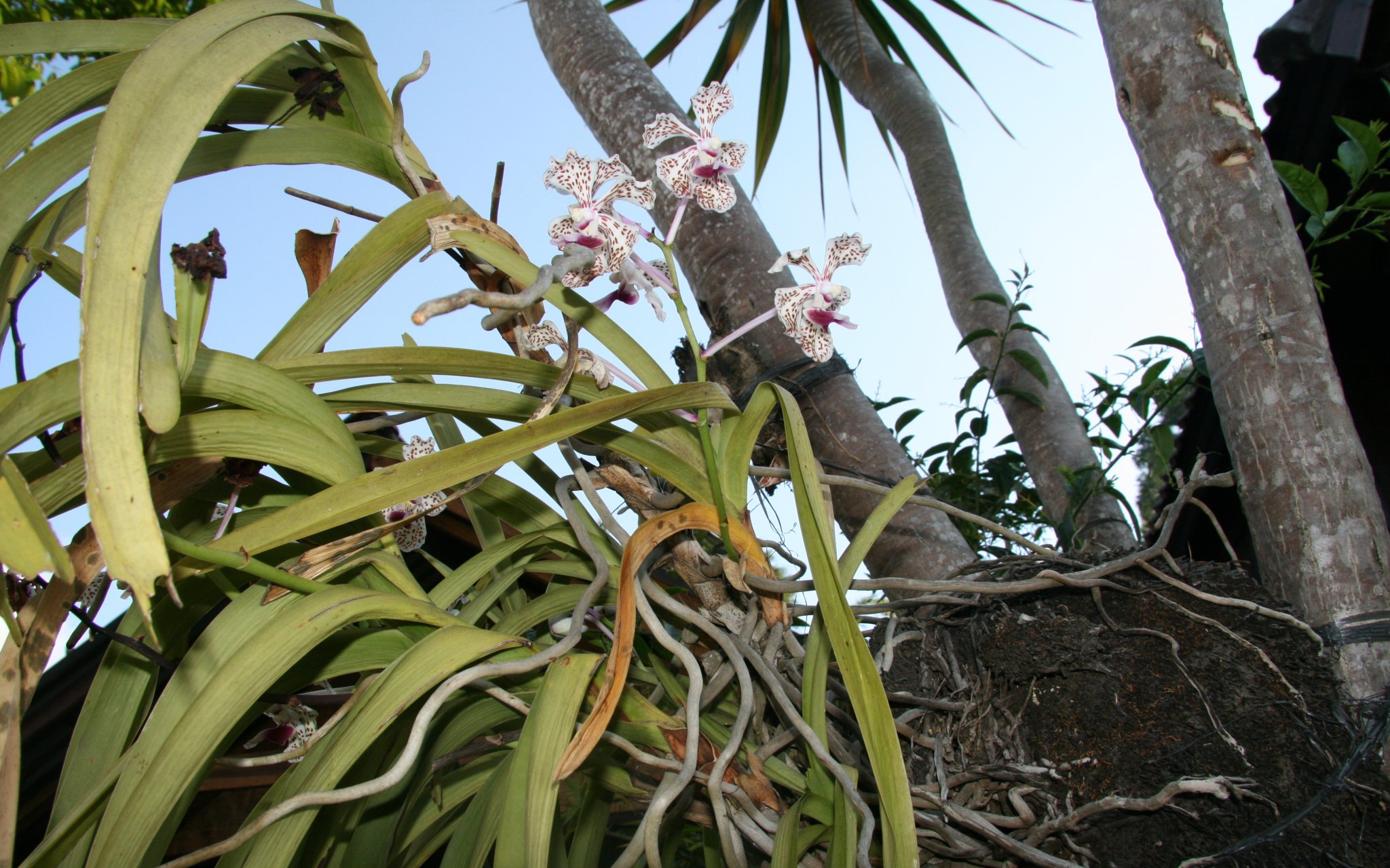 Orchidée cymbidium pendulaire dans un panier suspendu dans la véranda.