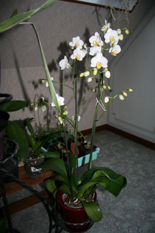 PHALAENOPSIS