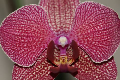 phalaenopsis