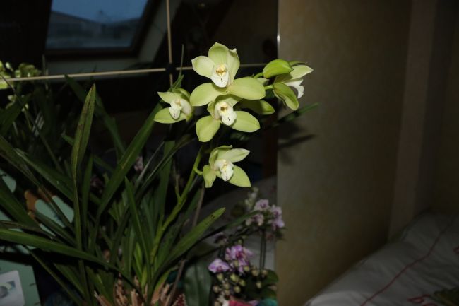 CYMBIDIUM