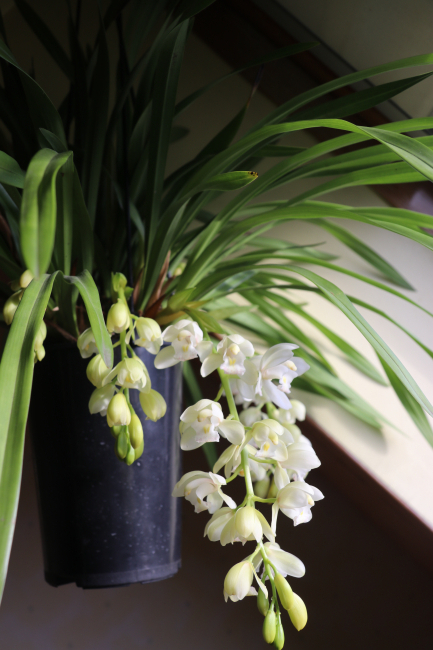 CYMBIDIUM PENDULUM WHITE