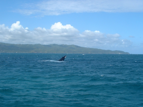 Baleine 3.JPG