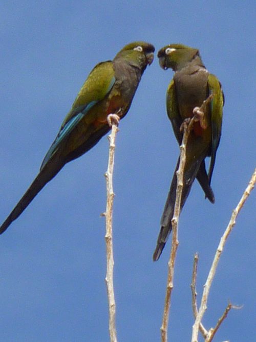 La Conure de Patagonie