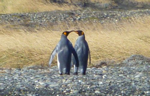 Les pinguinos Rey amoureux