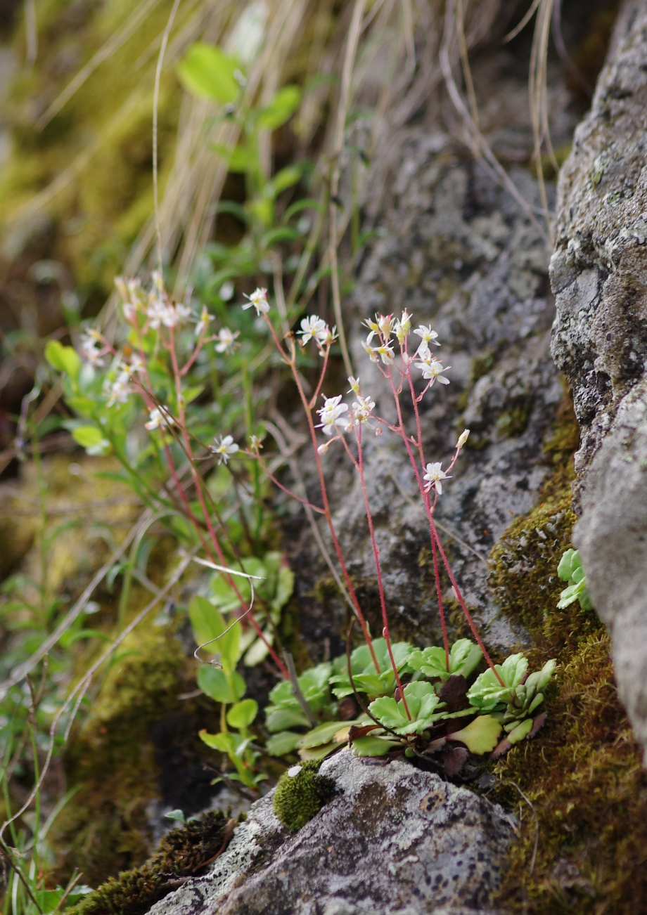 Saxifraga cuneifolia (Saxifrage à feuilles en coin) - Montée des Coins - Valgaudemar - 04.07.2013 - 1.JPG