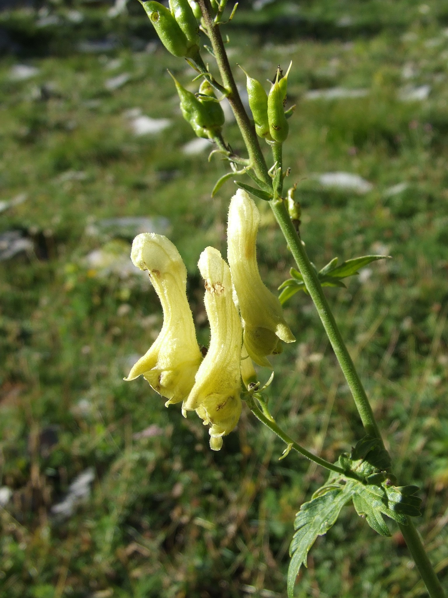 Aconitum vulparia (Renonculacées) - Bas Vallon de l'Estrop - Estenc - Août 2006 (2).JPG