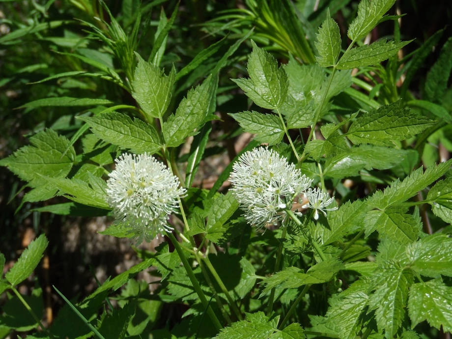 Actea spicata - Sentier du Ministre - 19.06.08.JPG