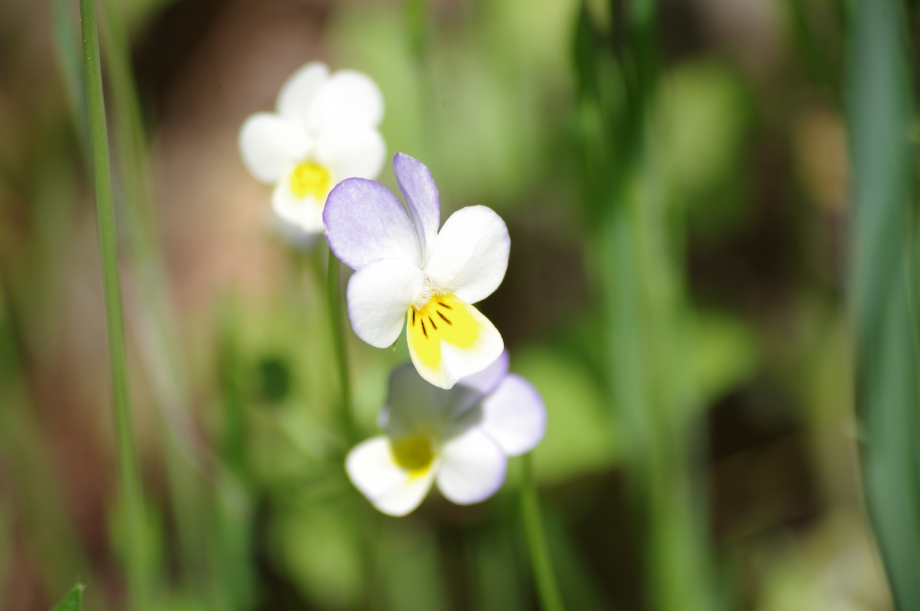 Viola arvensis (Pensée des champs) - Les Maures - 04.05.2013 - 1.JPG