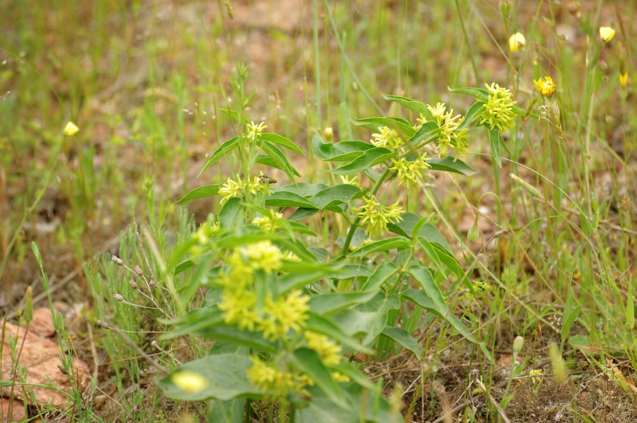 Vincetoxicum hirundinaria (Asclépiade blanche) - Les Maures - 05.05.2013 - 1.JPG