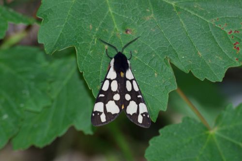 Epicallia villica (Ecaille fermière)