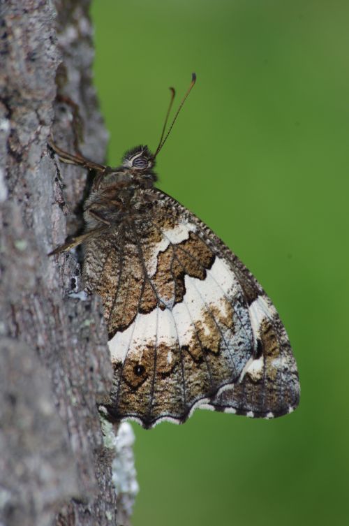 Brintesia circe (Le Silène)