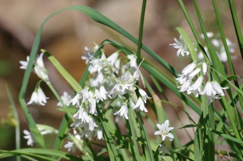Allium triquetrum (Ail à trois angles) - Les Maures (83)