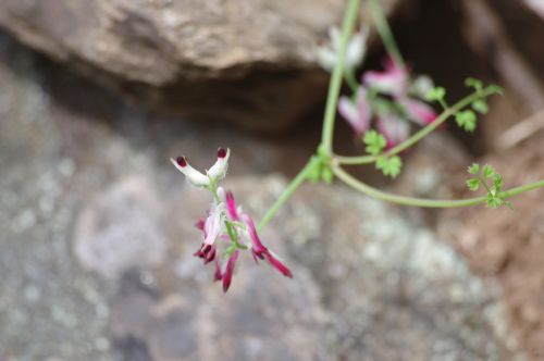 Fumaria capreolata (Fumeterre grimpante) - Les Maures (83)