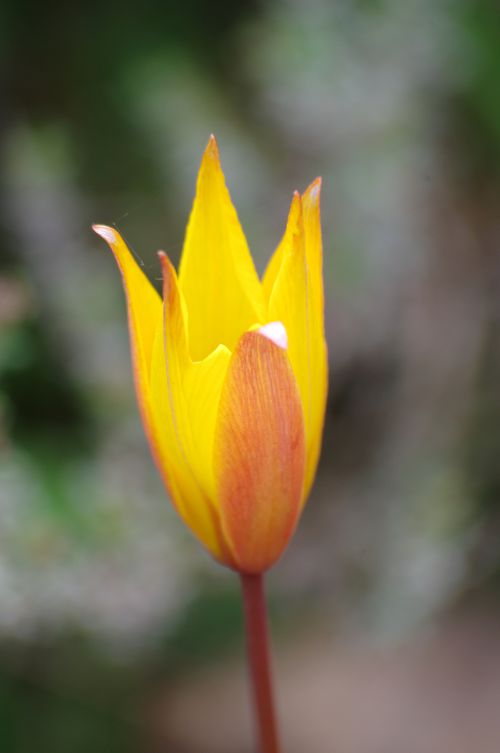 Tulipa sylvestris subsp. australis (Tulipe australe) - Rians (83)