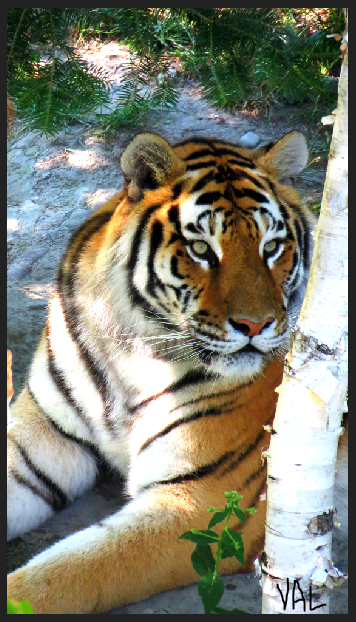 tigre boréale.PNG