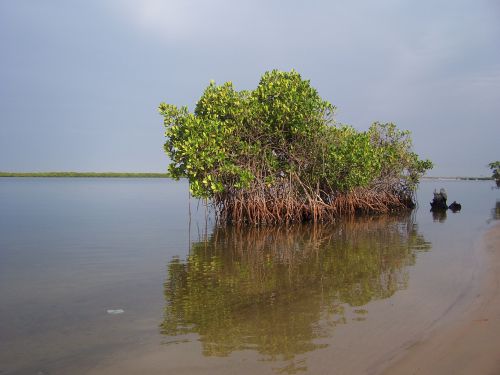 Mangroves du Saloum...